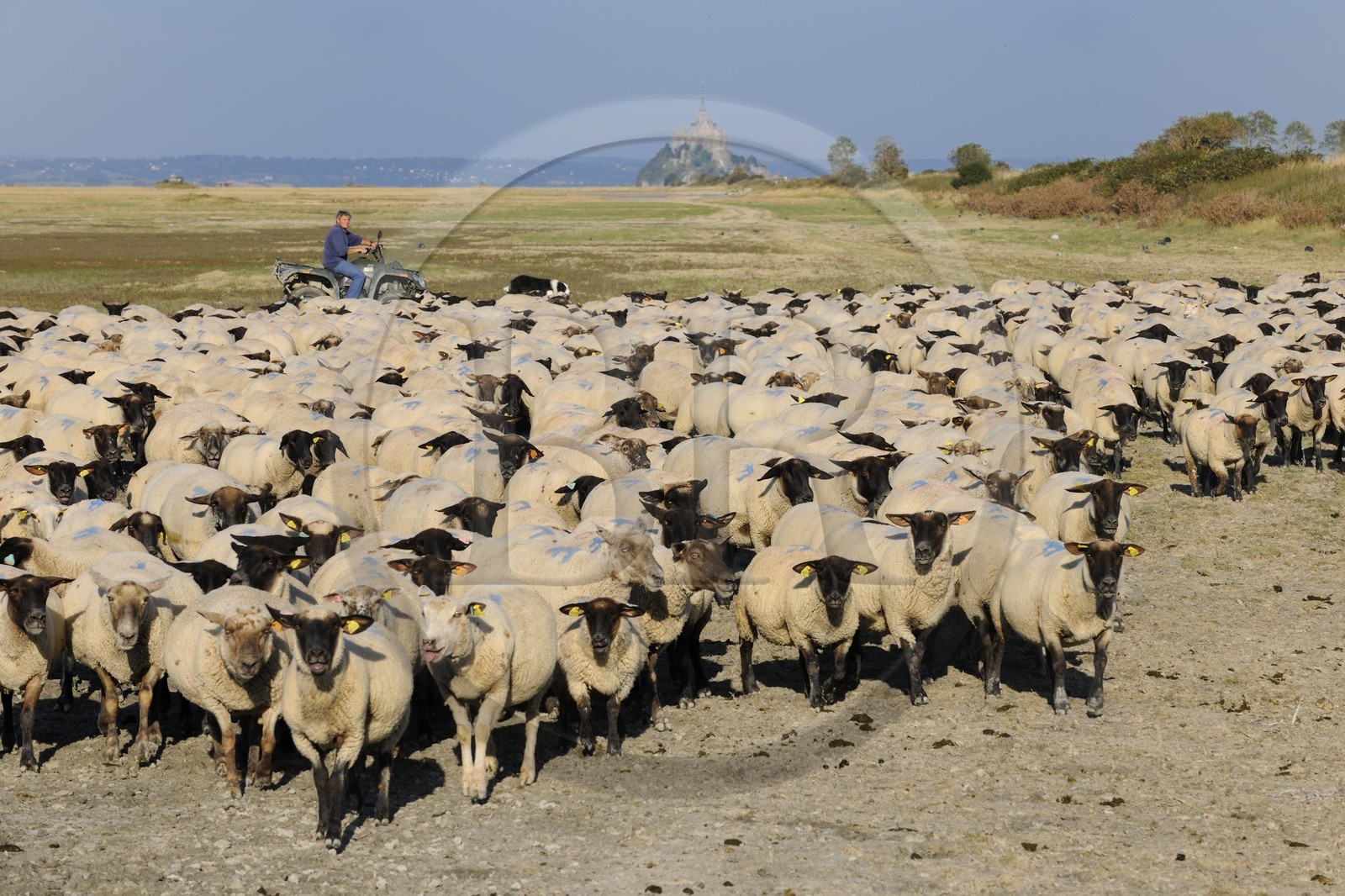 France, Ille-et-Vilaine (35), les herbus ou prés salés du Mont-Saint-Michel, l'éleveur de moutons de près salés Yannick Frain