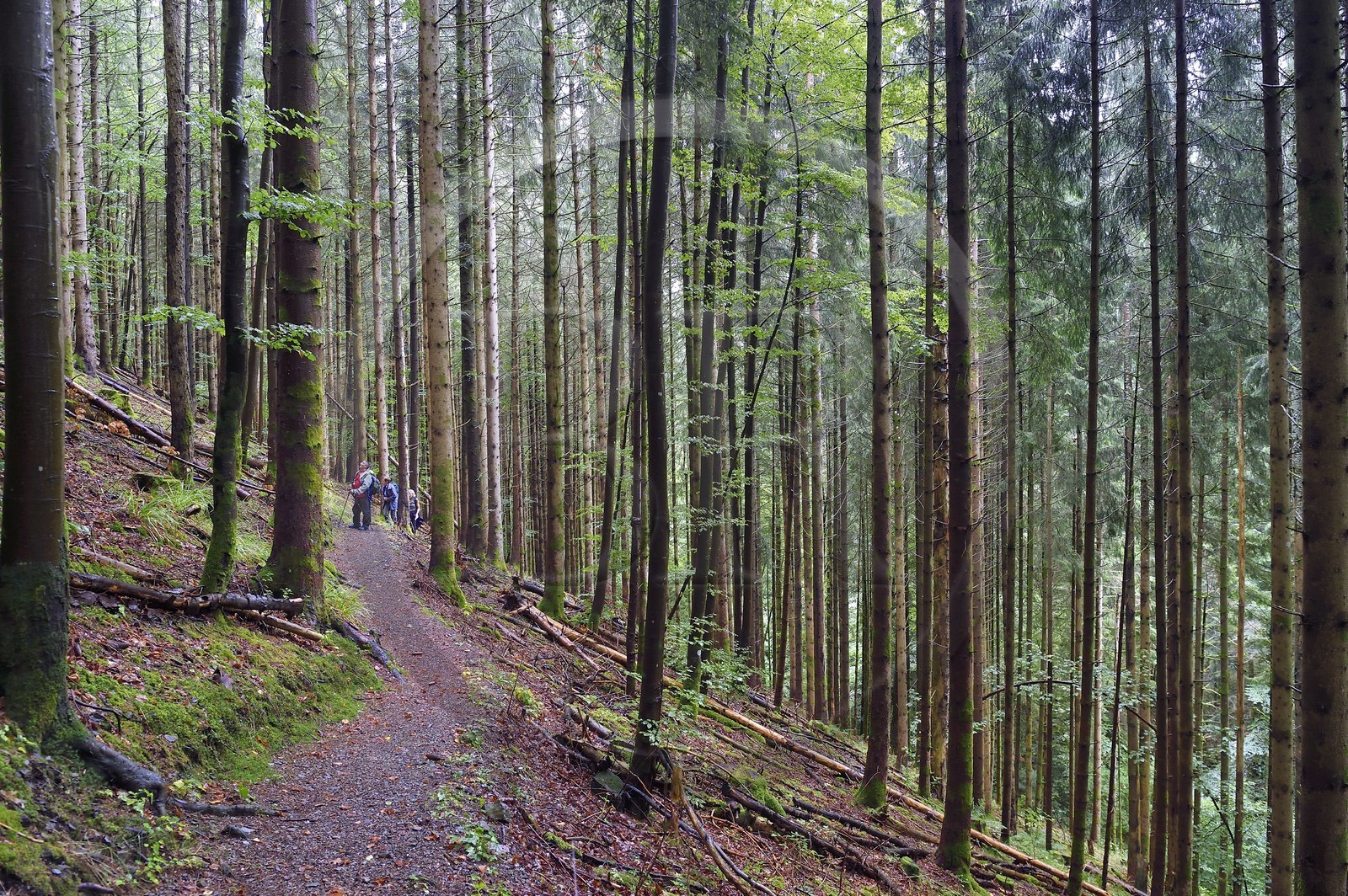 France, Haut-Rhin (68), Parc naturel régional des ballons des Vosges, randonneurs remontant la vallée de Storckensohn vers le sommet de La Tête des Perches