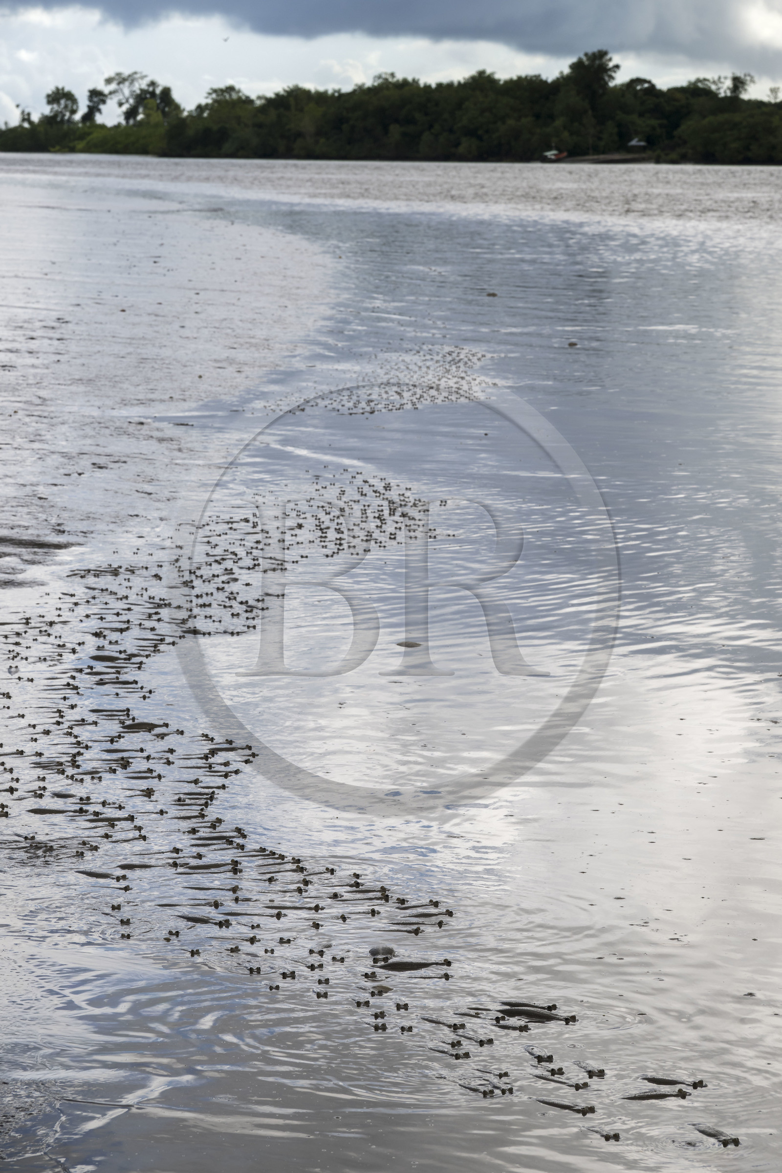 France, Guyane, Kourou, le poisson gros-yeux ou quatre-yeux (Anableps anableps) dans l'estuaire du fleuve Kourou