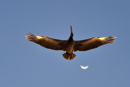 Caraïbes, Ile de la Dominique, Mero sur la côte Ouest, Pélican brun (Pelecanus occidentalis)