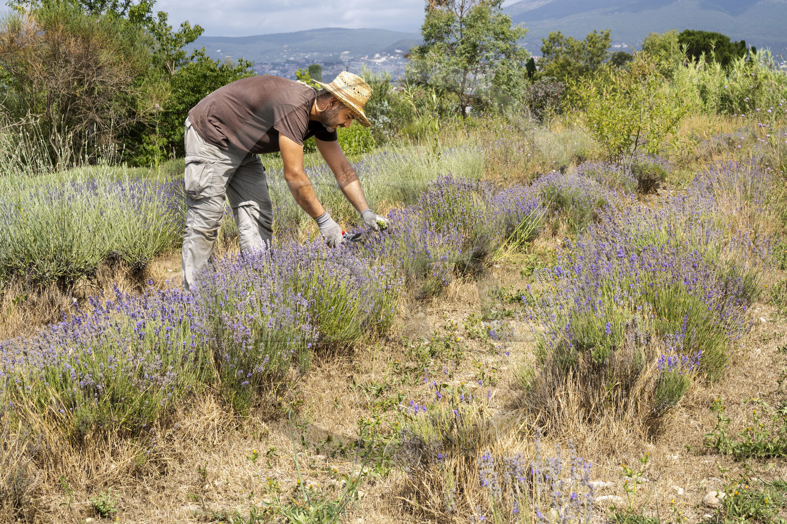 France, Alpes-Maritimes (06), Mouans-Sartoux, Jardins du Musée International de la Parfumerie​ (MIP), un jardinier du musée entretien les lavandes