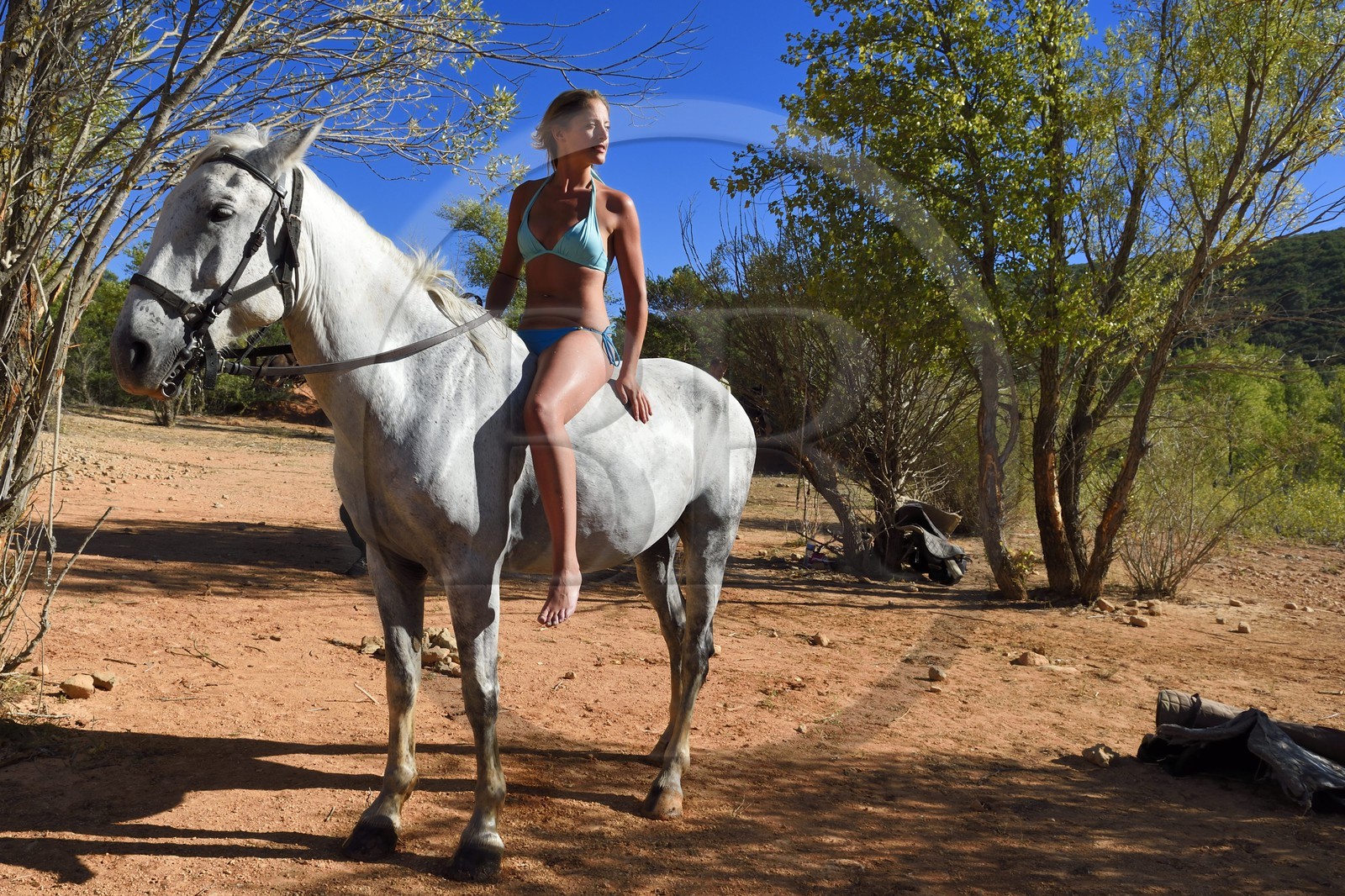 France, Var (83), Parc Naturel Régional du Verdon, lac de Sainte Croix, randonnée équestre avec Verdon Equitation