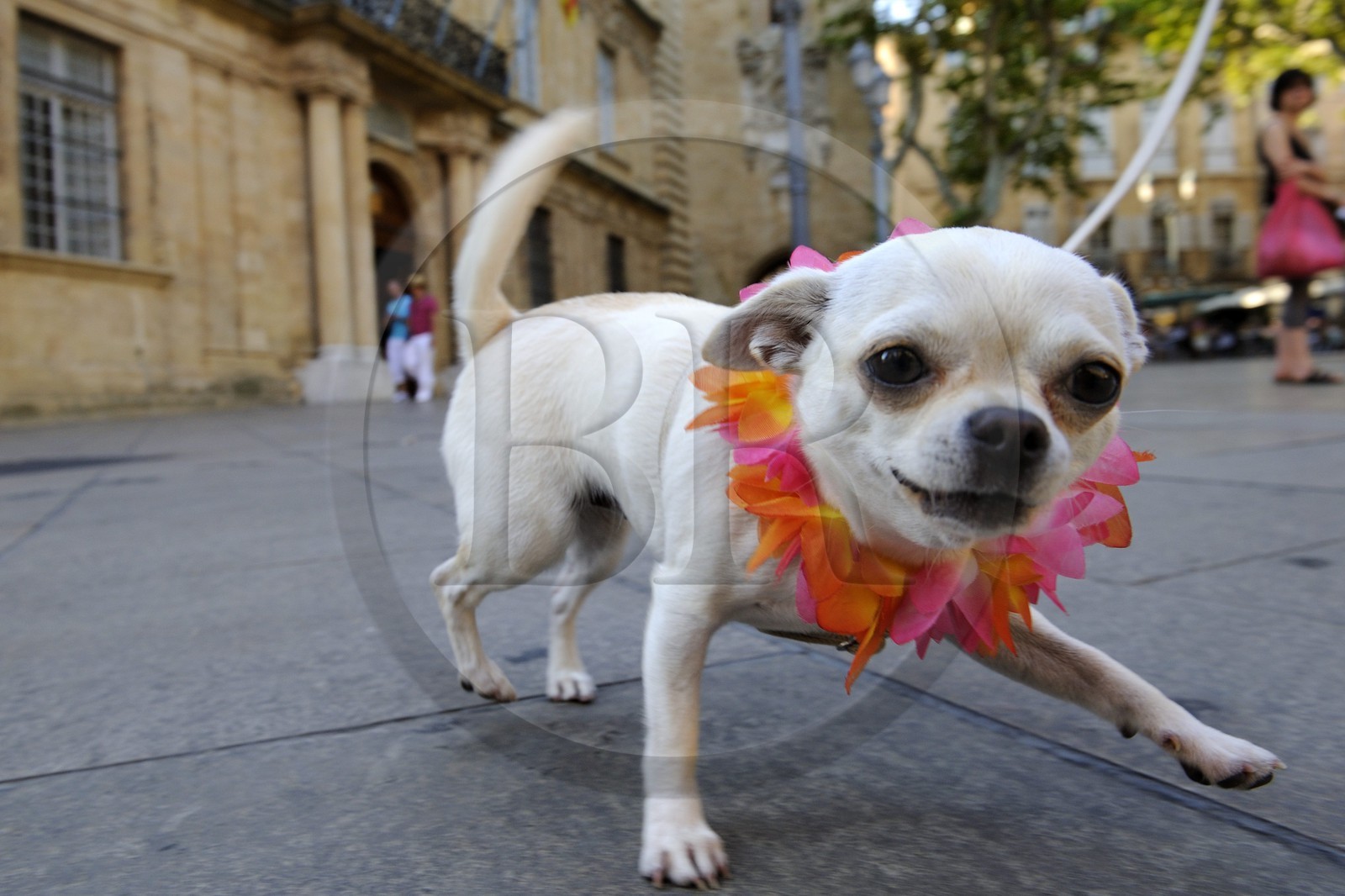 France, Bouches-du-Rhône (13), Aix-en-Provence, place de l'Hôtel de ville, Chihuahua à collier de fleur
