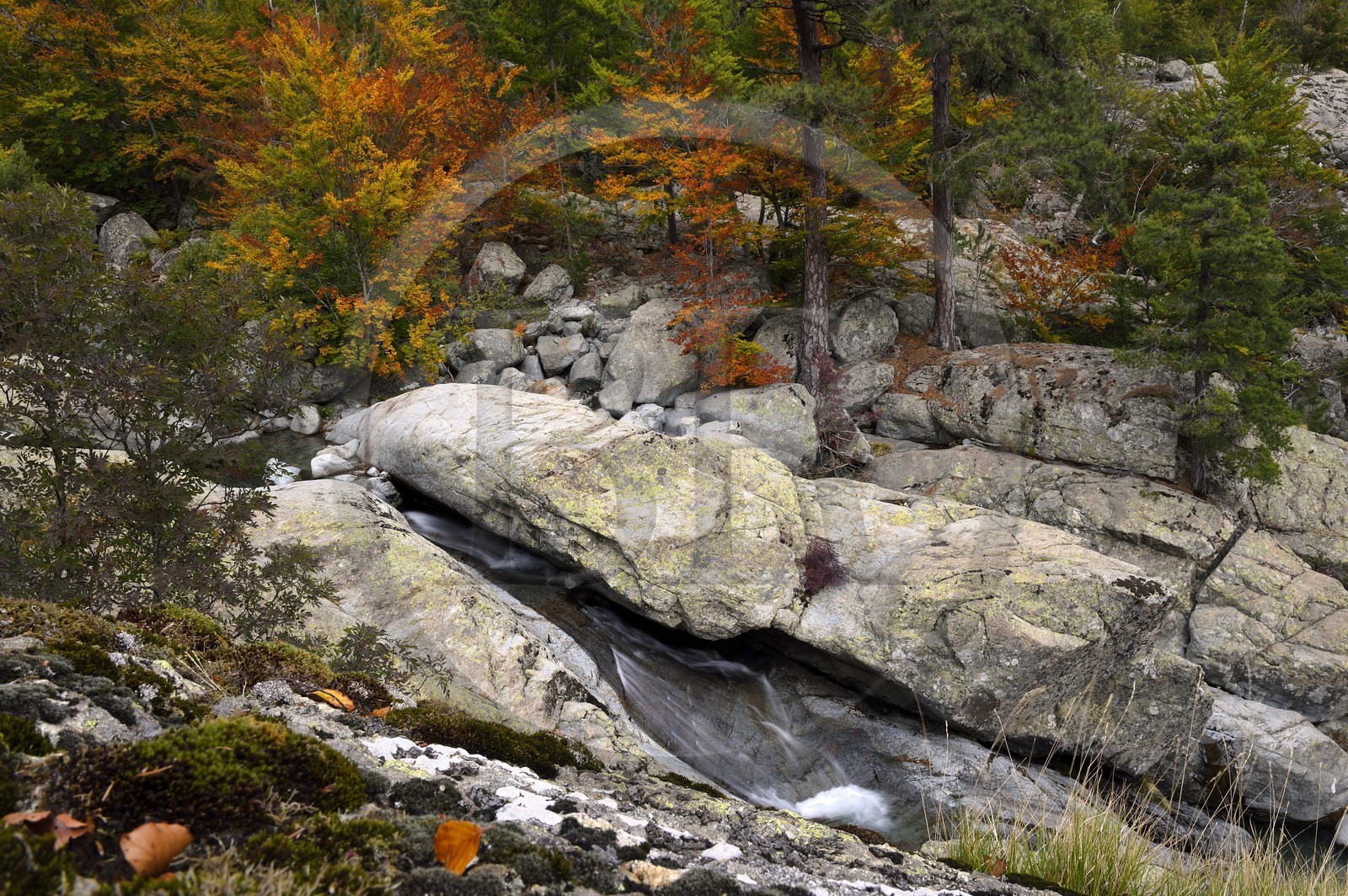 France, Haute-Corse (2B), Vivario, GR 20, étape entre le refuge de l'Onda et Vizzavona, foret de Vizzavona, les cascades des anglais, groupe de cascades dans la vallée de l'Agnone