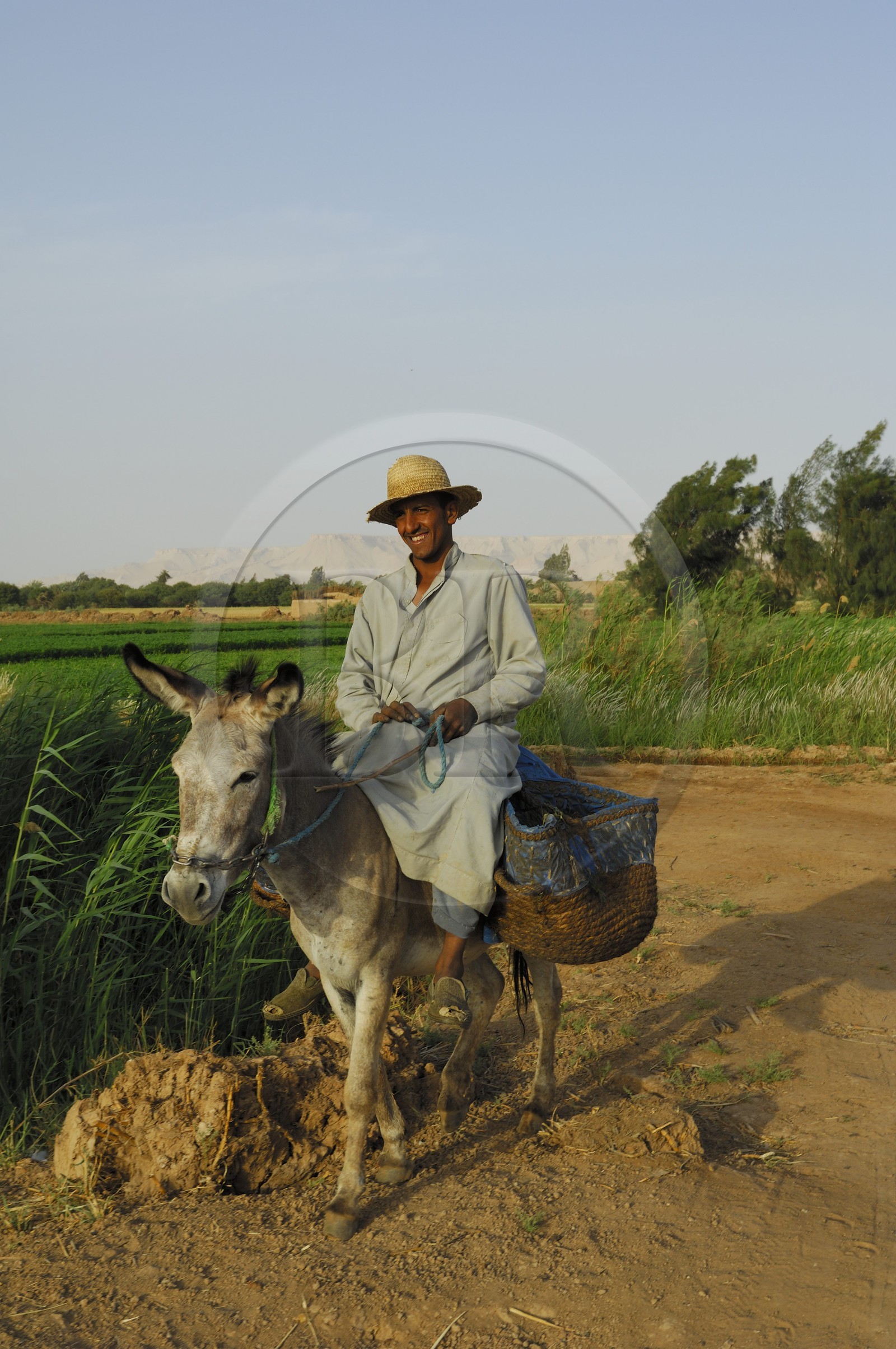 Egypte, désert libyque, oasis de Dakhla, travaux des champs