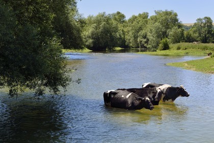 France, Meuse (55), Bannoncourt, vaches se baignant dans la Meuse