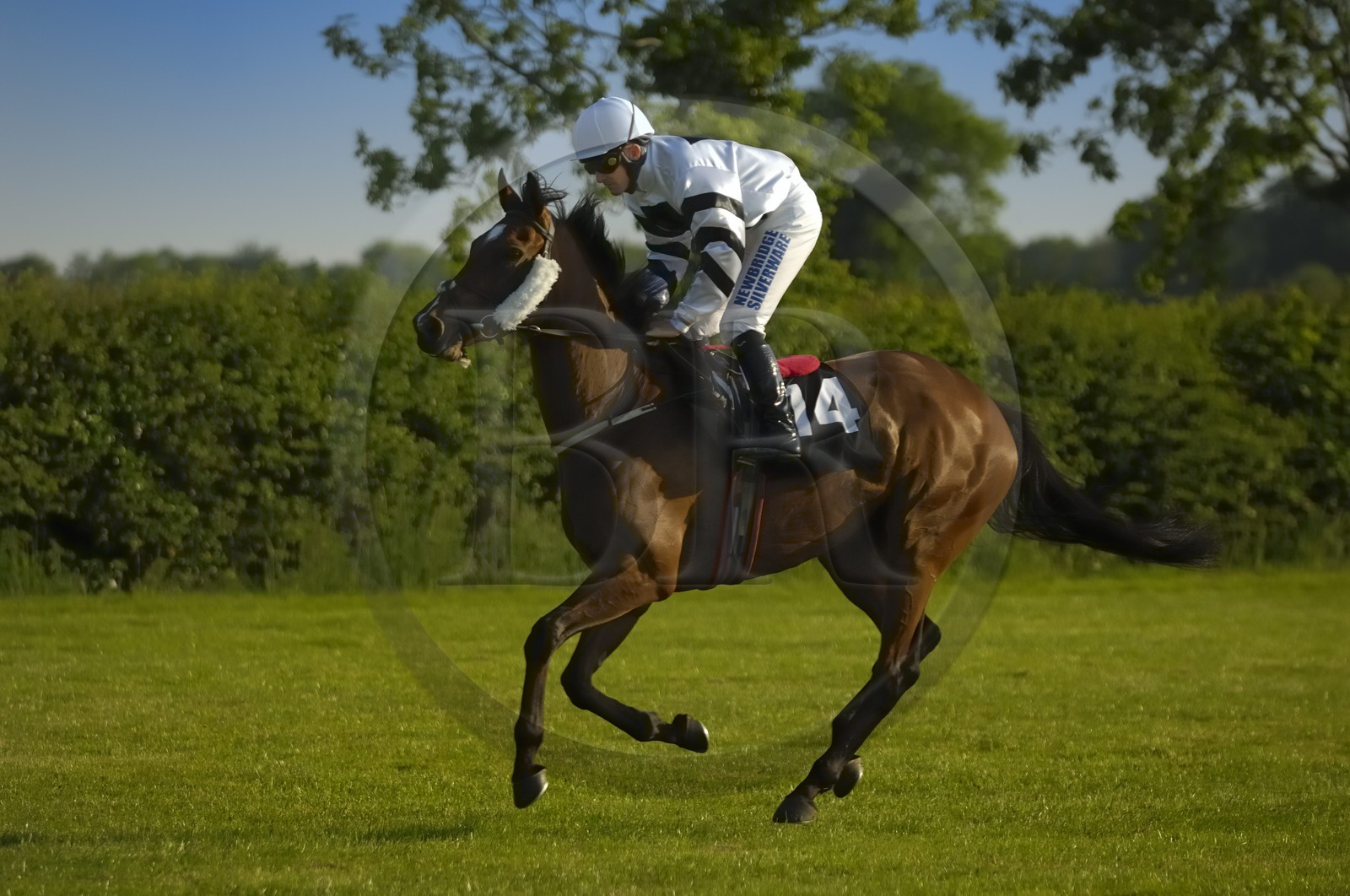 Irlande, Co. Meath, hippodrome de Fairyhouse, course de chevaux