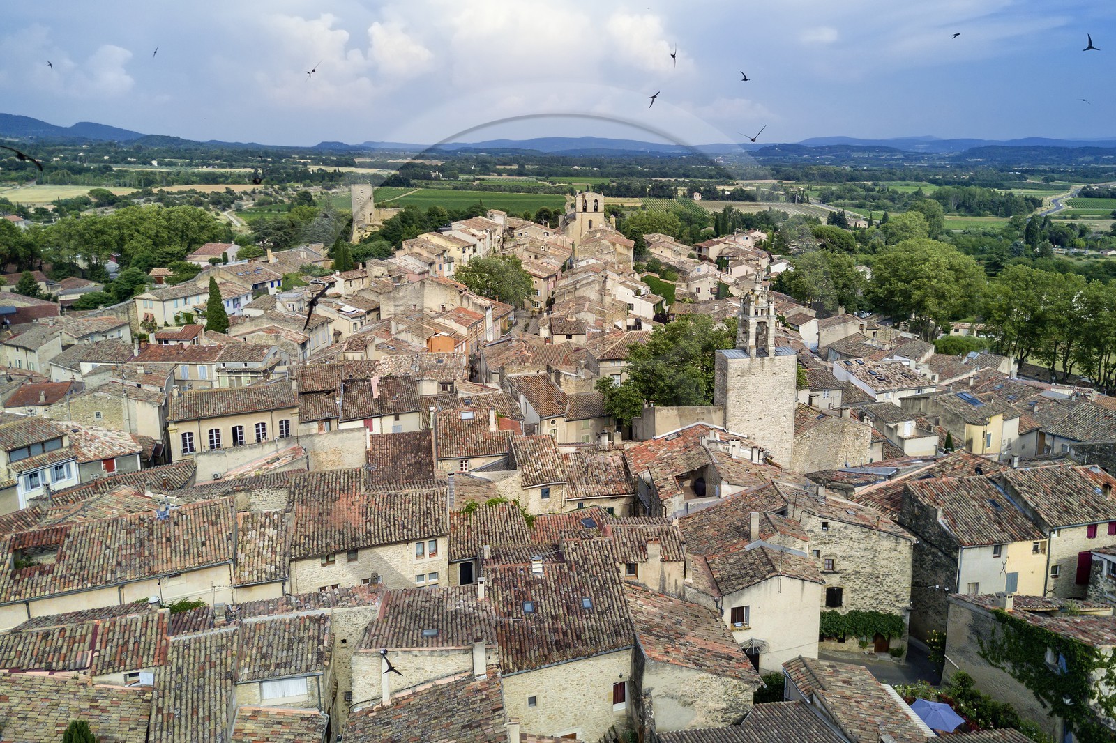 France, Vaucluse (84), Parc Naturel Regional du Luberon, Cucuron, labellisé Les Plus Beaux Villages de France, la tour de l'horloge et vol de Martinet noir (Apus apus)
