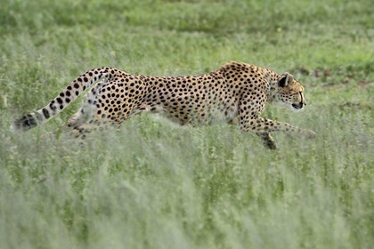 Namibie, Otjiwarongo, Cheetah Conservation Fund, centre de recherche et d'éducation, guépard (Acinonyx jubatus) entrainé à courir pour rester en forme et sain