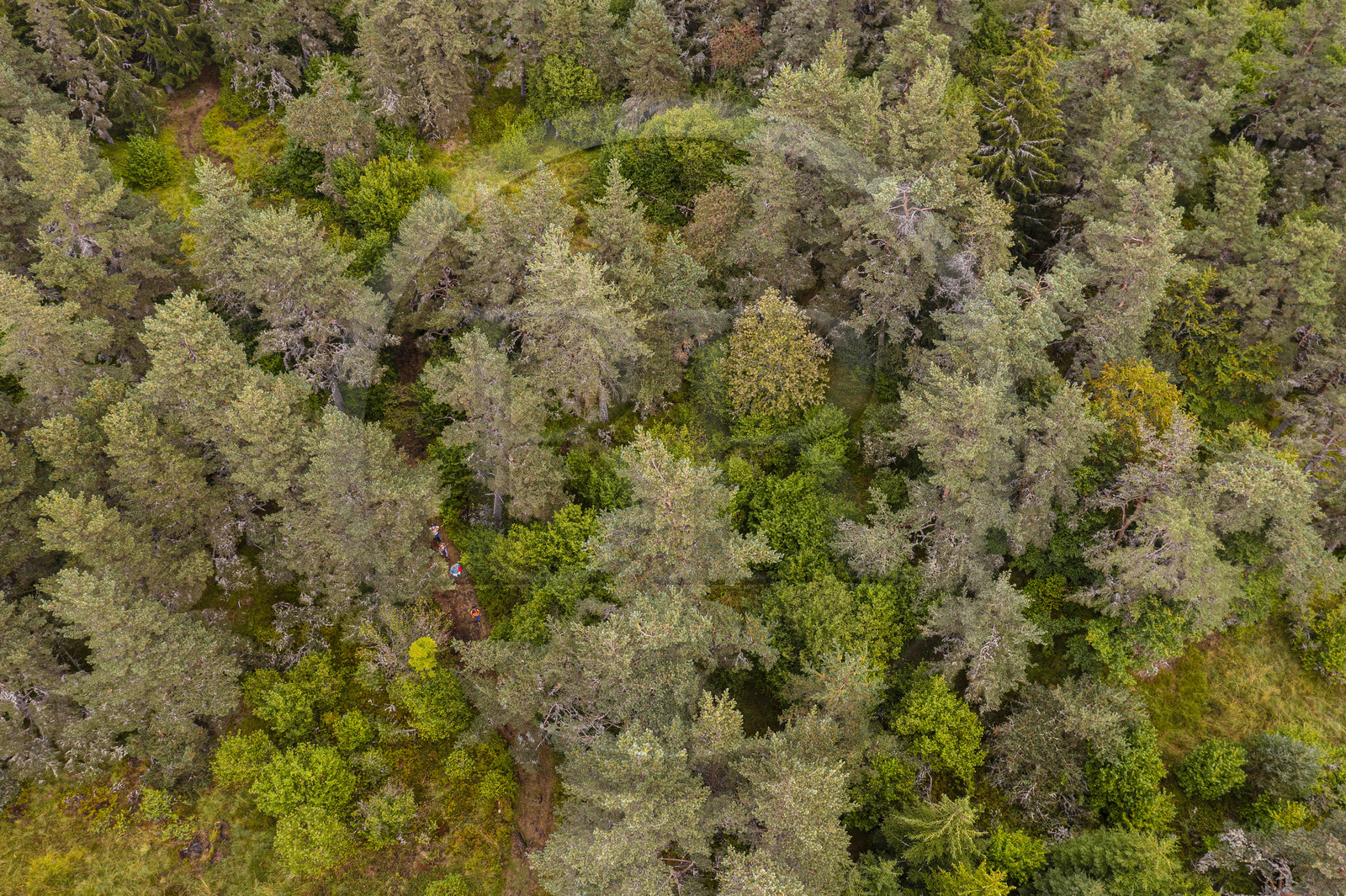 France, Cantal (15), Parc Naturel Régional des Volcans d'Auvergne, entre le bois de Chavagnac et le plateau de Chastel-sur-Murat, randonneurs sur le chemin de Saint-Jacques de Compostelle par la Via Arverna (vue aérienne)