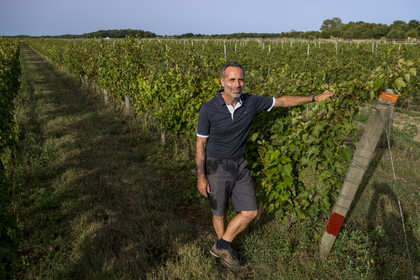 France, Charente Maritime, Oleron island, Saint Georges d'Oléron, hamlet of La Coindrie, winemaker Eric Mage in his vineyard