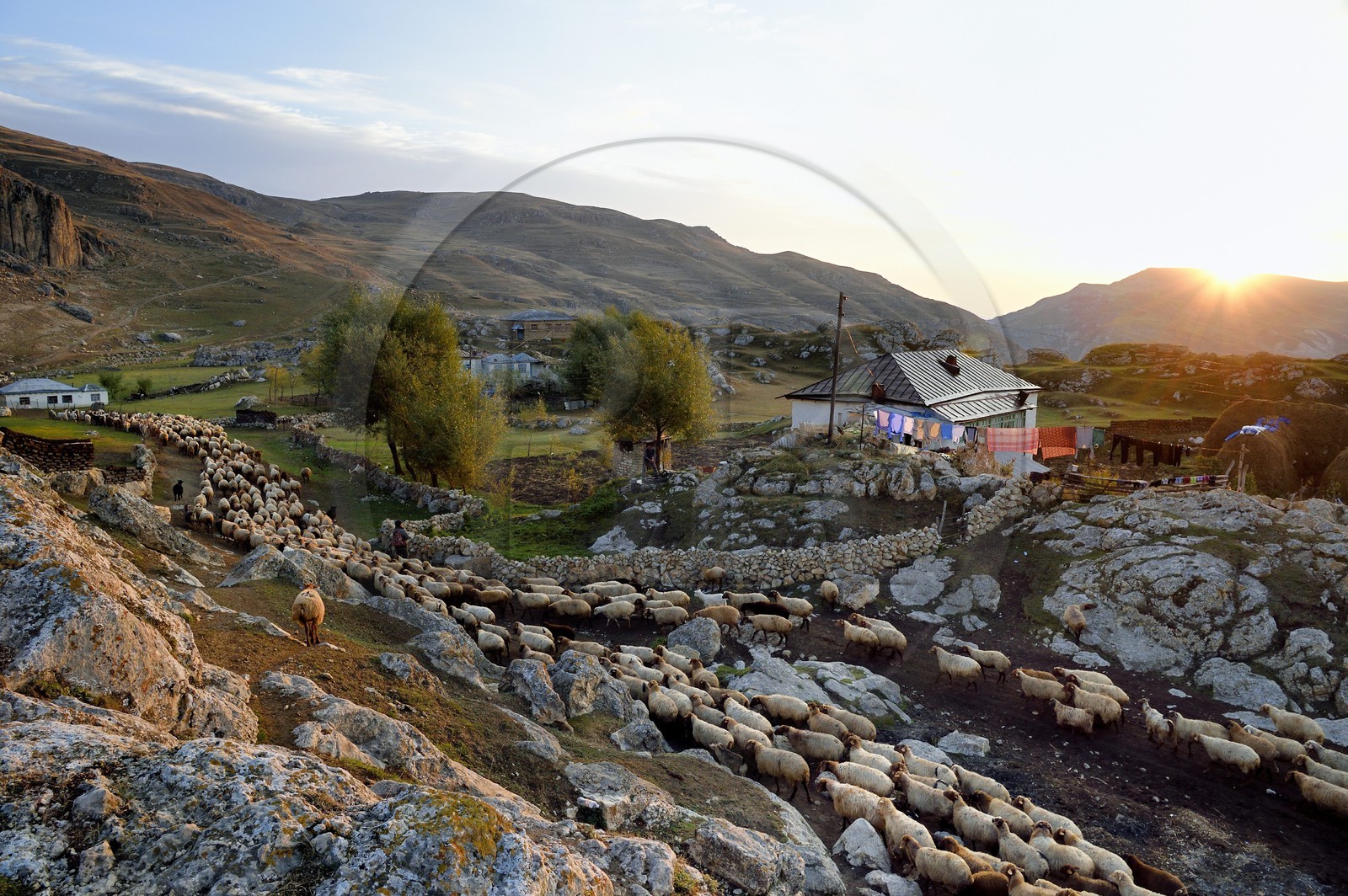 Azerbaijan, Quba (Guba) region, Greater Caucasus mountain range, village of Giriz at dawn, departure of sheep for the meadows
