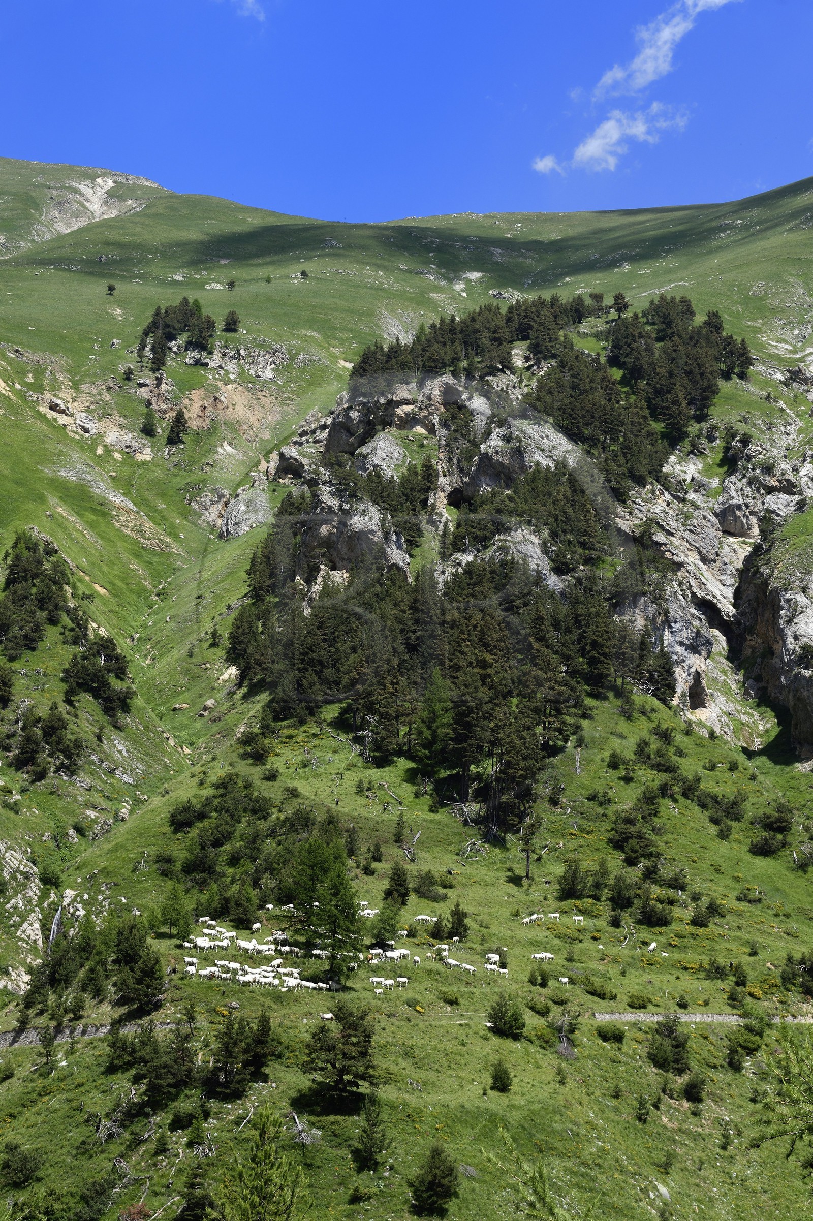 France, Alpes-Maritimes, Roya Valley (Nice hinterland), at the foot of the Mercantour National Park, Tende, Casterine valley towards Casterino, Piedmonteese cow herd in alpine pasture