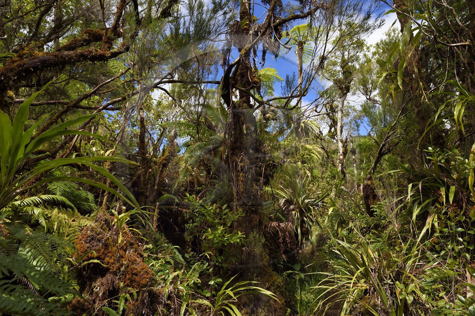 France, Reunion island (French overseas department), Saint Benoit, Parc National de La Reunion (Reunion National Park), listed as World Heritage by UNESCO, Bebour forest, Bras Cabot trail
