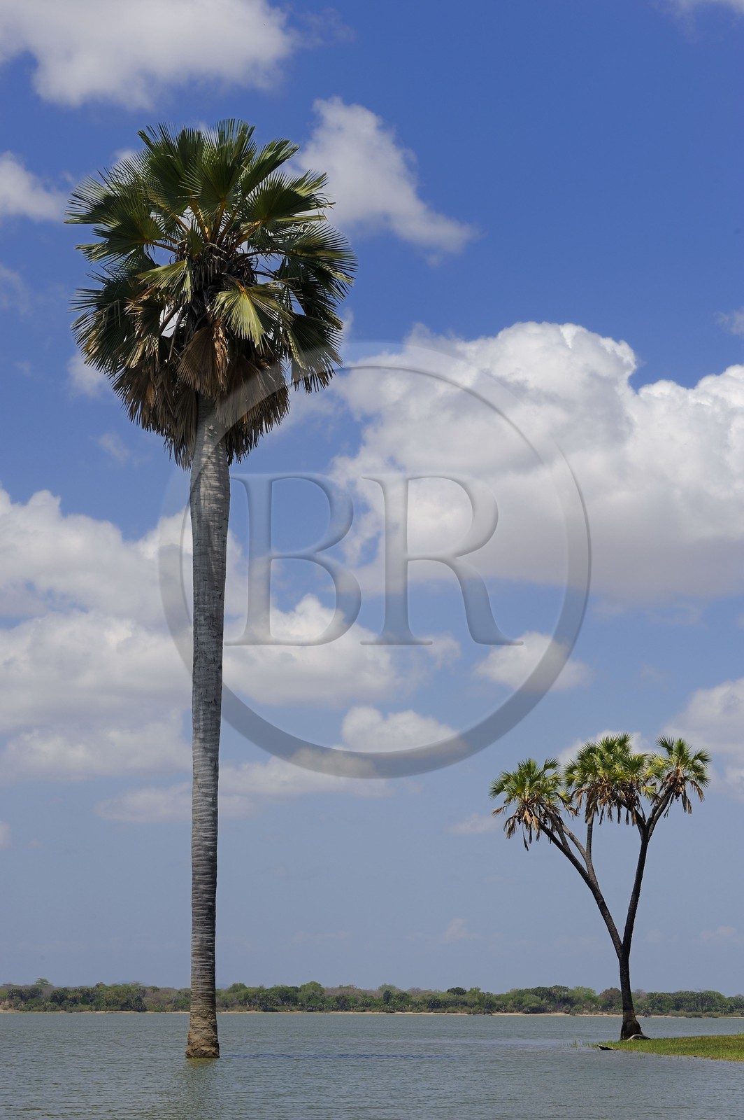 Tanzania, Selous Game Reserve is one of the largest fauna reserves of the world and designated a UNESCO World Heritage Site in 1982, Borassus (Palmyra Palm) palm tree