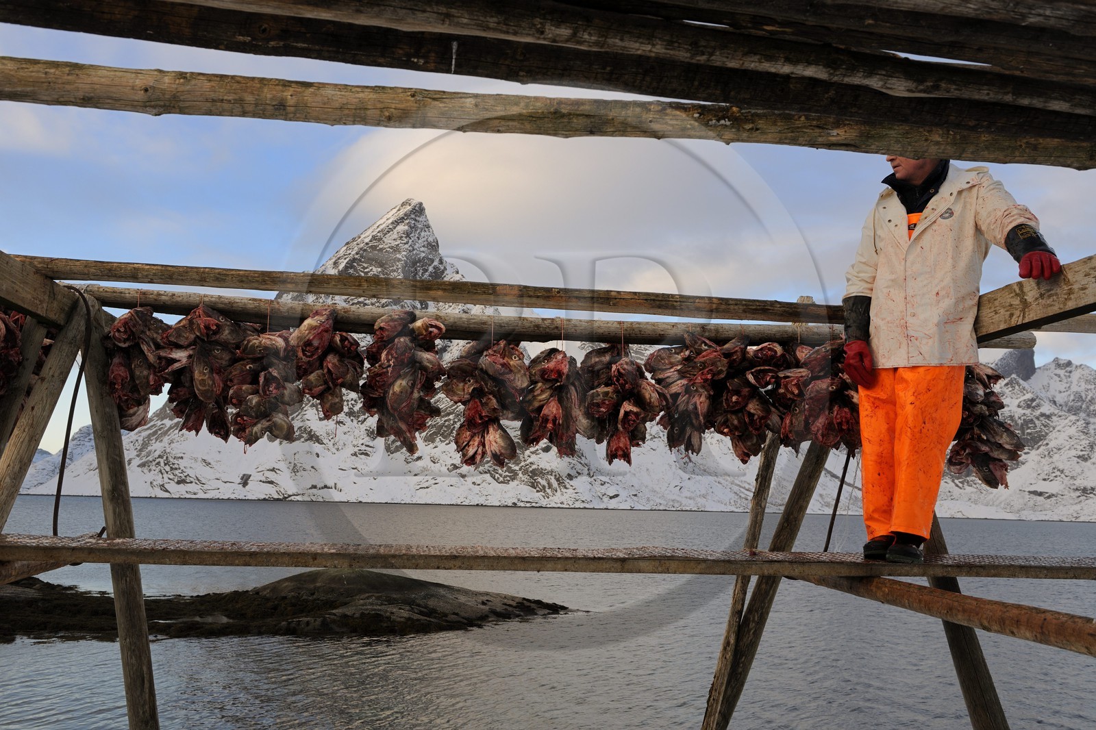 Norvège, Nordland, Iles Lofoten, Ile de Moskenes, le port de pêche de Reine, accrochage de têtes de cabillaud (morue) pour le séchage