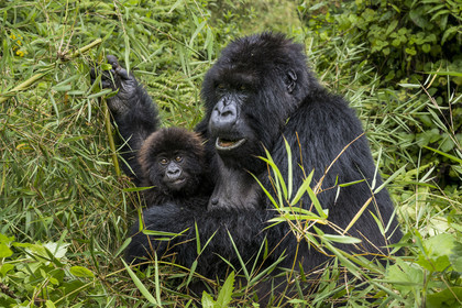 Rwanda, Province du Nord, Parc National des Volcans dans la chaine des Monts Virunga, mont Karisimbi, gorilles des montagnes (Gorilla beringei beringei) du groupe Susa, mère avec son petit de 6 mois