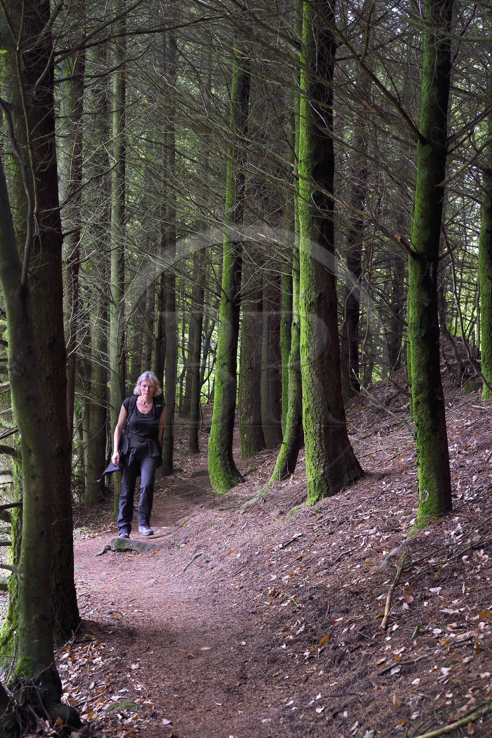 France, Bas-Rhin (67), Parc naturel régional des Vosges du Nord, Obersteinbach, foret domaniale de Steinbach, randonneuse sur le sentier du GR53