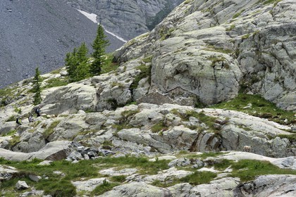 France, Alpes-Maritimes, parc national du Mercantour (Mercantour National Park), Valmasque valley, hikers and a female Alpine ibex (Capra ibex)