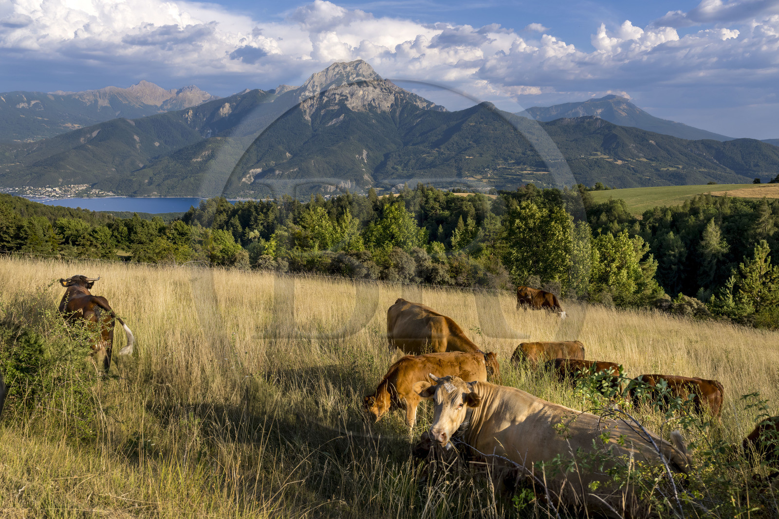 France, Hautes Alpes (05), Prunières, troupeau de vaches avec panorama sur le lac de Serre-Ponçon et le sommet du Pic de Morgon (2324 m) en arrière-plan