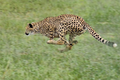 Namibia, Otjiwarongo, Cheetah Conservation Fund, research and education centre, cheetah (Acinonyx jubatus) trained to run to keep fit and healthy