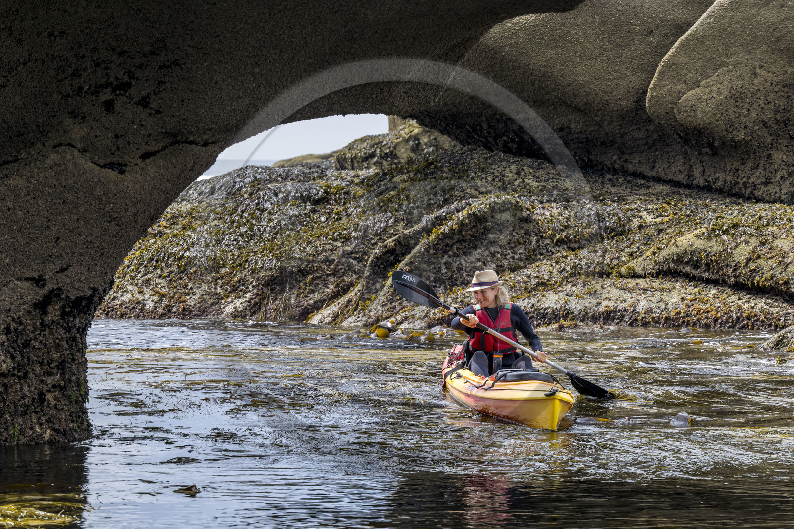 France, Finistère, Penmarch, Étocs archipelago, kayak trip from the Guilvinec Nautical Center to discover the gray seal (halichoerus grypus) in the rocks at low tide