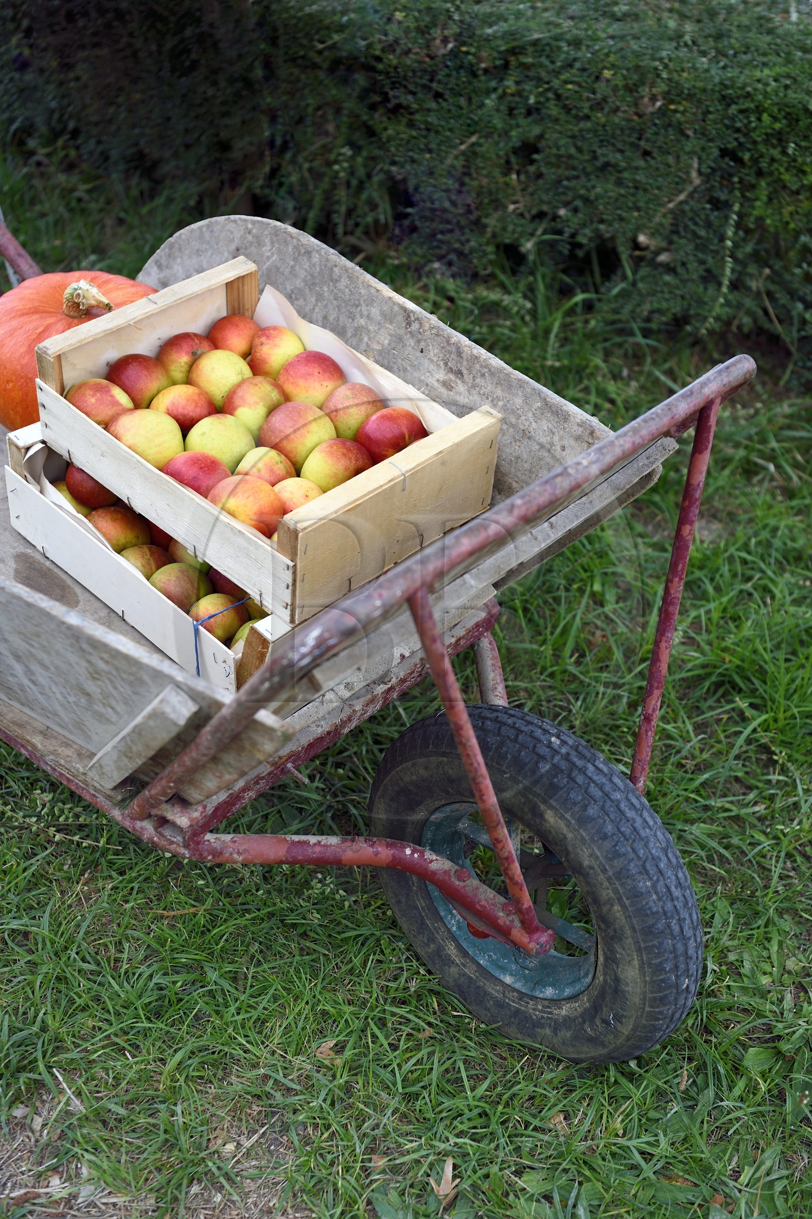 France, Seine-Maritime (76), Pays de Caux, Parc naturel régional des Boucles de la Seine normande, Jumièges, vente de pommes sur la Route des fruits dans les vergers en bordure de Seine
