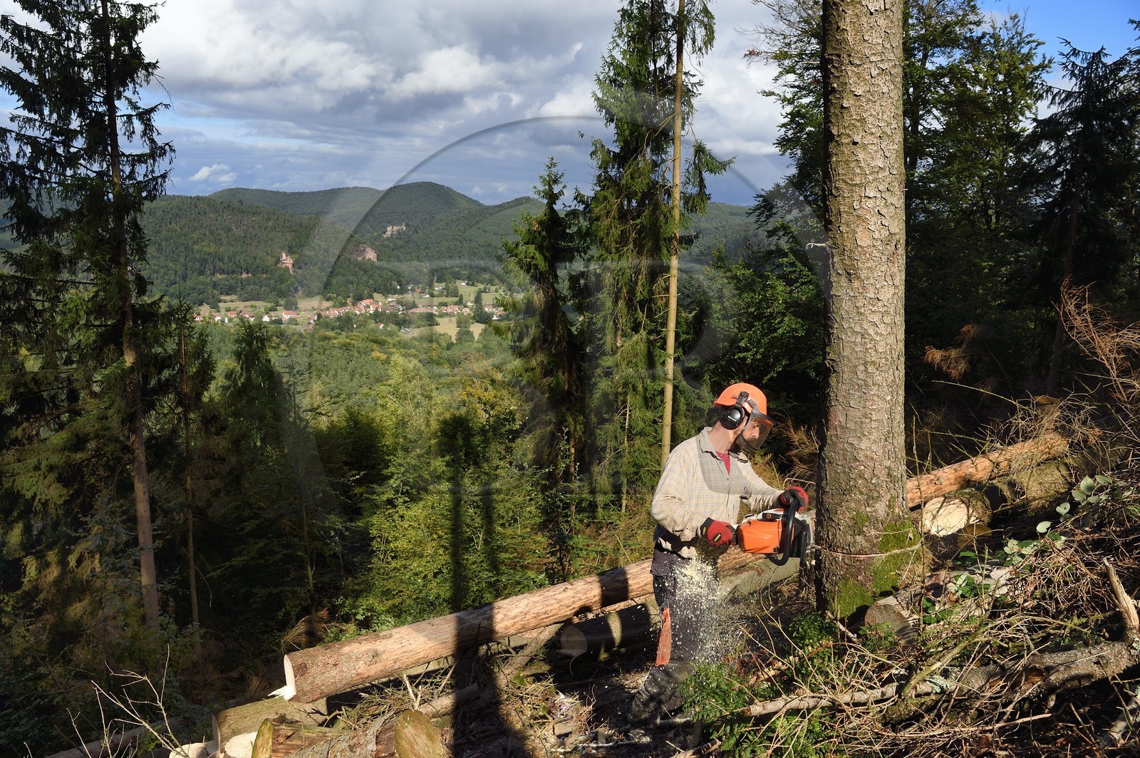 France, Bas-Rhin (67), Parc naturel régional des Vosges du Nord, Obersteinbach, foret domaniale de Steinbach, le bucheron Emmanuel Birgel coupant des épicéas malades atteints par des scolytes en contrebas des ruines du fortin de Wittschloessel