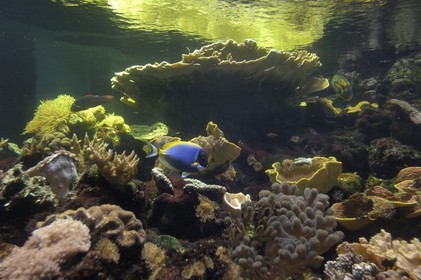 France, Charente-Maritime (17), La Rochelle, l'Aquarium