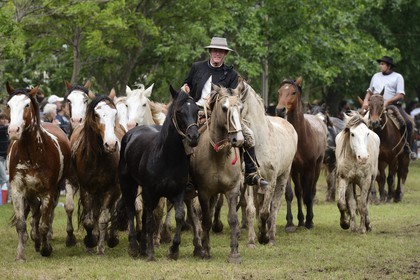 Argentine, province de Buenos Aires, San Antonio de Areco, fête du Jour de la Tradition (Dia de la Tradicion), figure appelée enchevêtrement de troupeaux (Entrevero de tropillas)