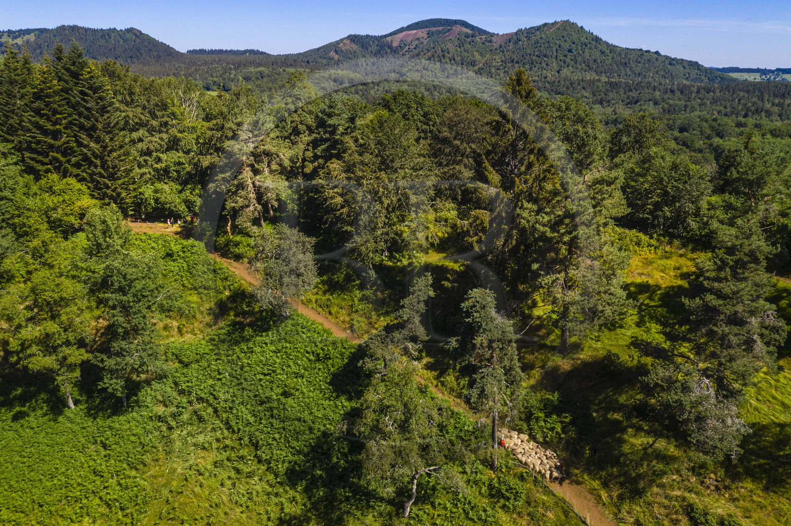 France, Puy de Dome, Aydat,  Parc Naturel Régional des Volcans d'Auvergne (regional nature park of Auvergne volcanoes), the shepherd Esteban Gueneuc and his flock of sheep on the slopes of the Puy de Vichatel volcano (aerial view)