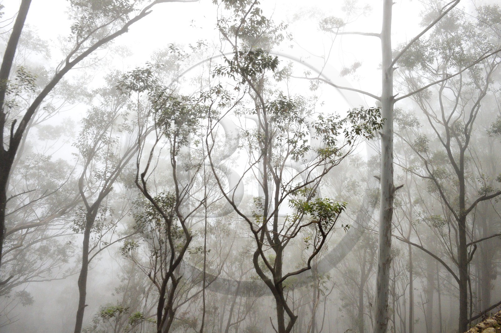 Sri Lanka, Uva Province, the popular scenic train ride through the tea growing hill country between Hatton and Badulla, next to the Horton Plains National Park cloud forest