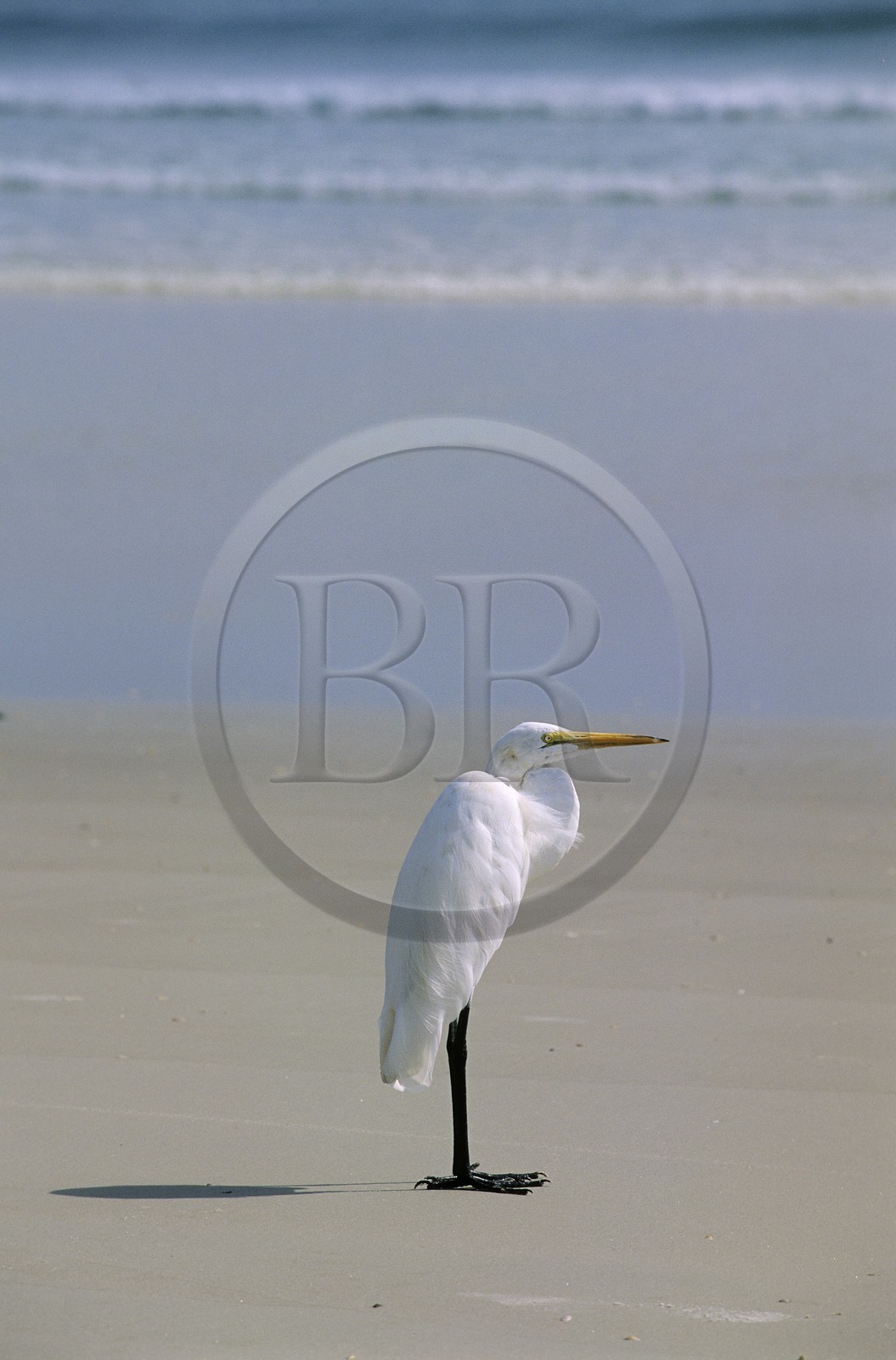 United States, Florida, a heron on the beach