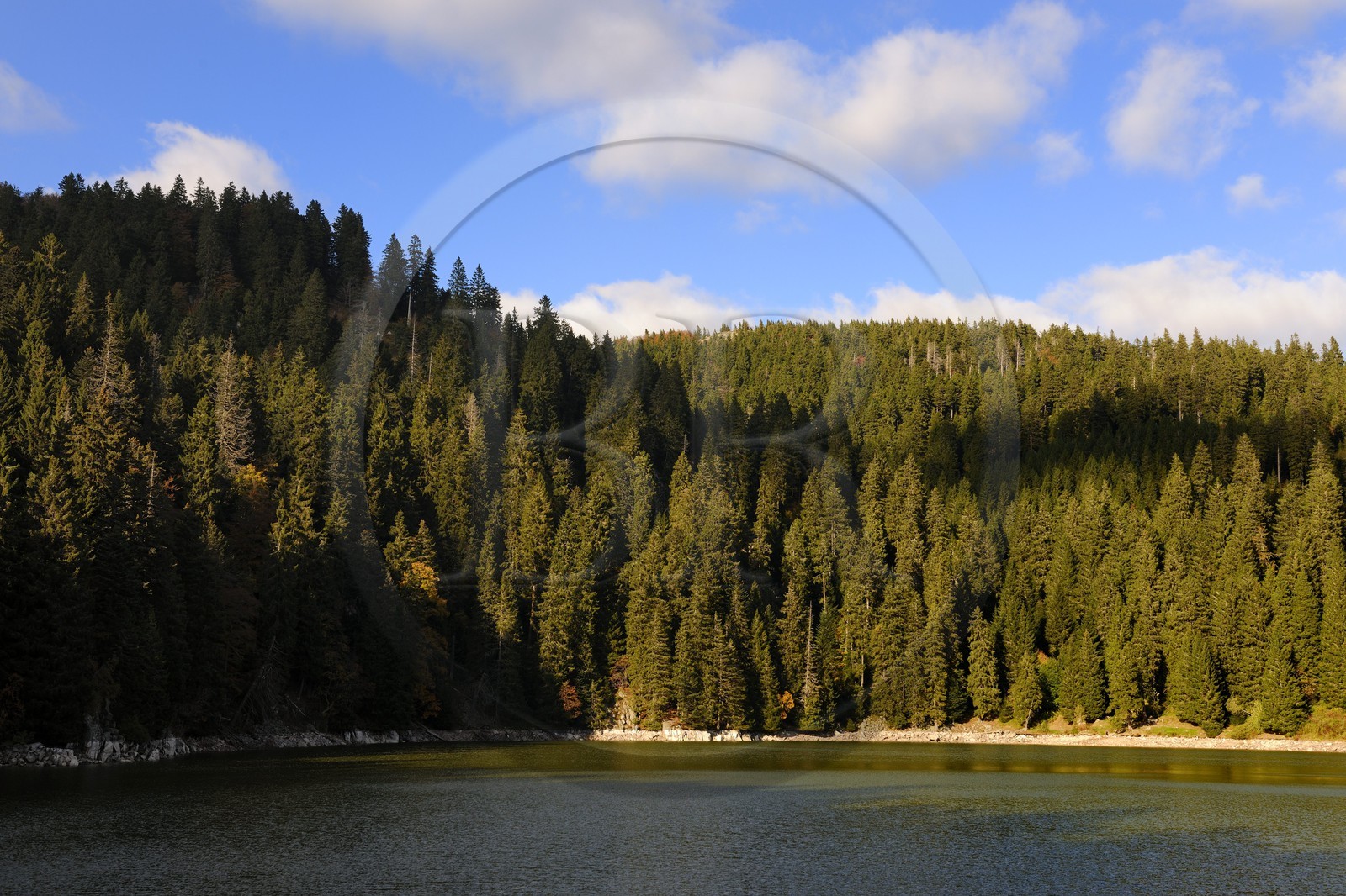 France, Haut-Rhin (68), en contrebas de la route des Crêtes, le lac Vert ou lac de Soultzeren au pied du massif du Tanet