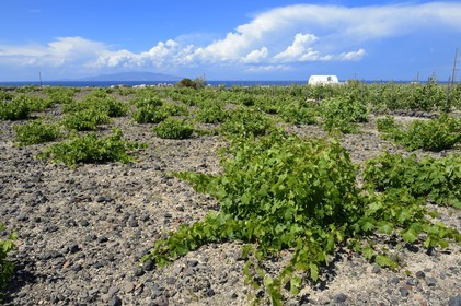 Grèce, Les Cyclades, mer Égée, île de Santorin (Thira ou Théra), plaine de Oia, Domaine Sigalas, culture traditionnelle de la vigne sur sol volcanique du cépage endemique Assyrtiko