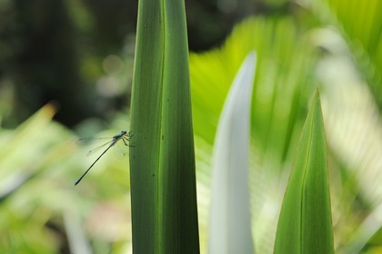 France, Var (83), Le Rayol-Canadel-sur-Mer, Domaine du Rayol, Jardin des Méditerranées, propriété du Conservatoire du Littoral, mention obligatoire, l'Agrion jouvencelle (Coenagrion puella) est une espèce de demoiselle