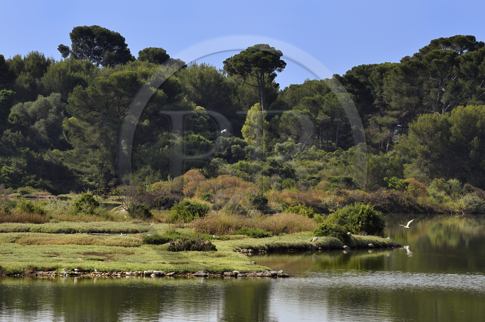 France, Alpes-Maritimes (06), Cannes, Iles de Lérins, Ile Sainte-Marguerite, réserve biologique domaniale, sternes Pierregarin (Sterna hirundo) et mouettes sur l'étang du Batéguier