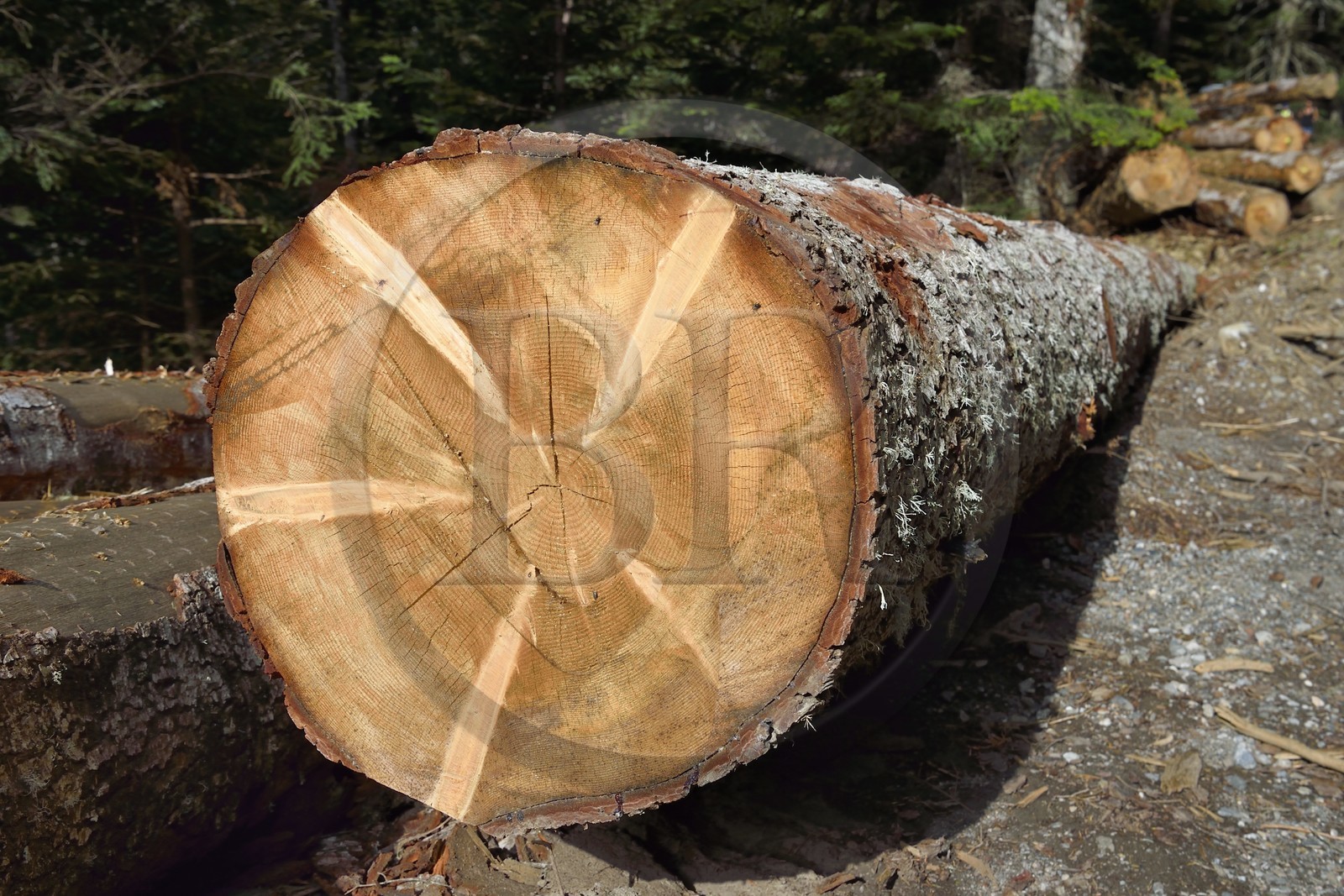 France, Hautes Pyrenees, Saint Lary Soulan, Rioumajou valley, log storage