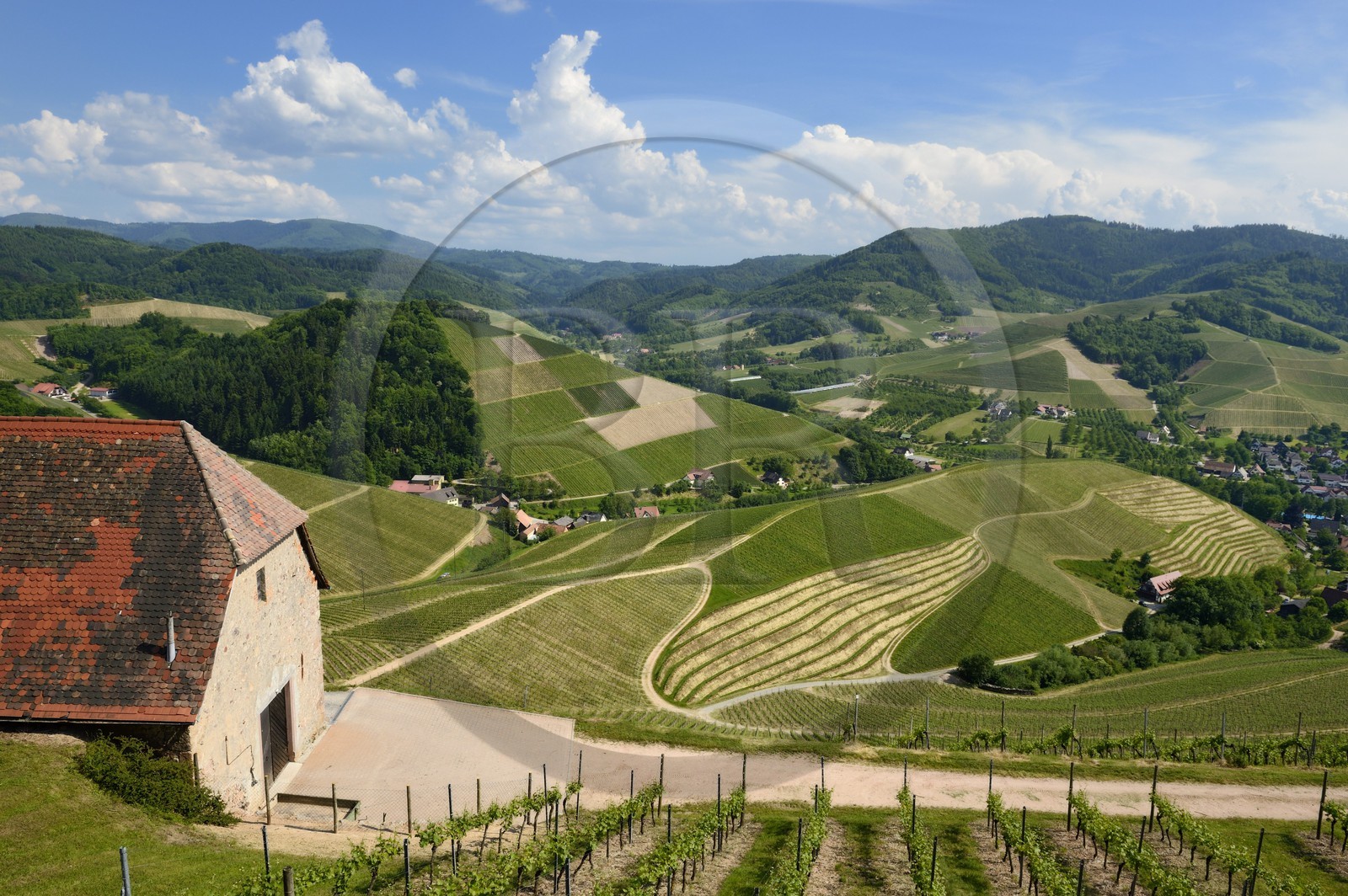 Germany, Baden-Wurttemberg, Durbach vineyard