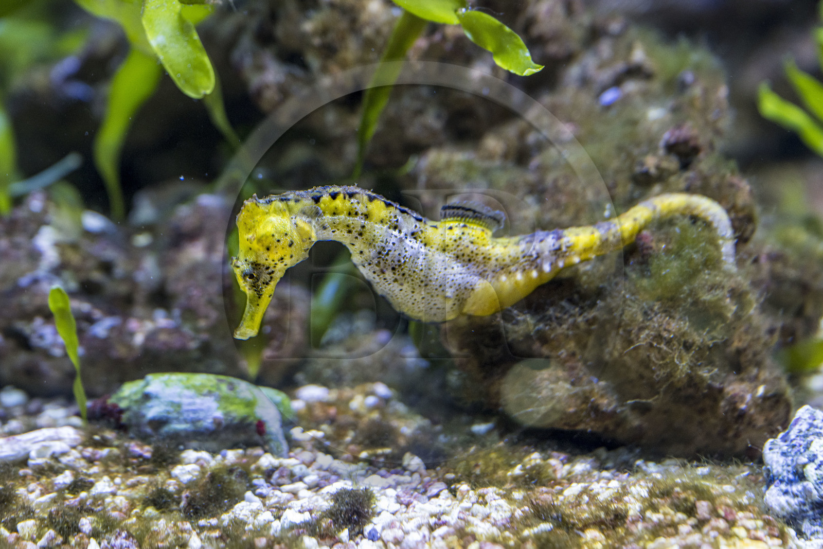Espagne, Catalogne, Barcelone, Port Vell, l'aquarium, Hippocampe long-nez (Hippocampus reidi)