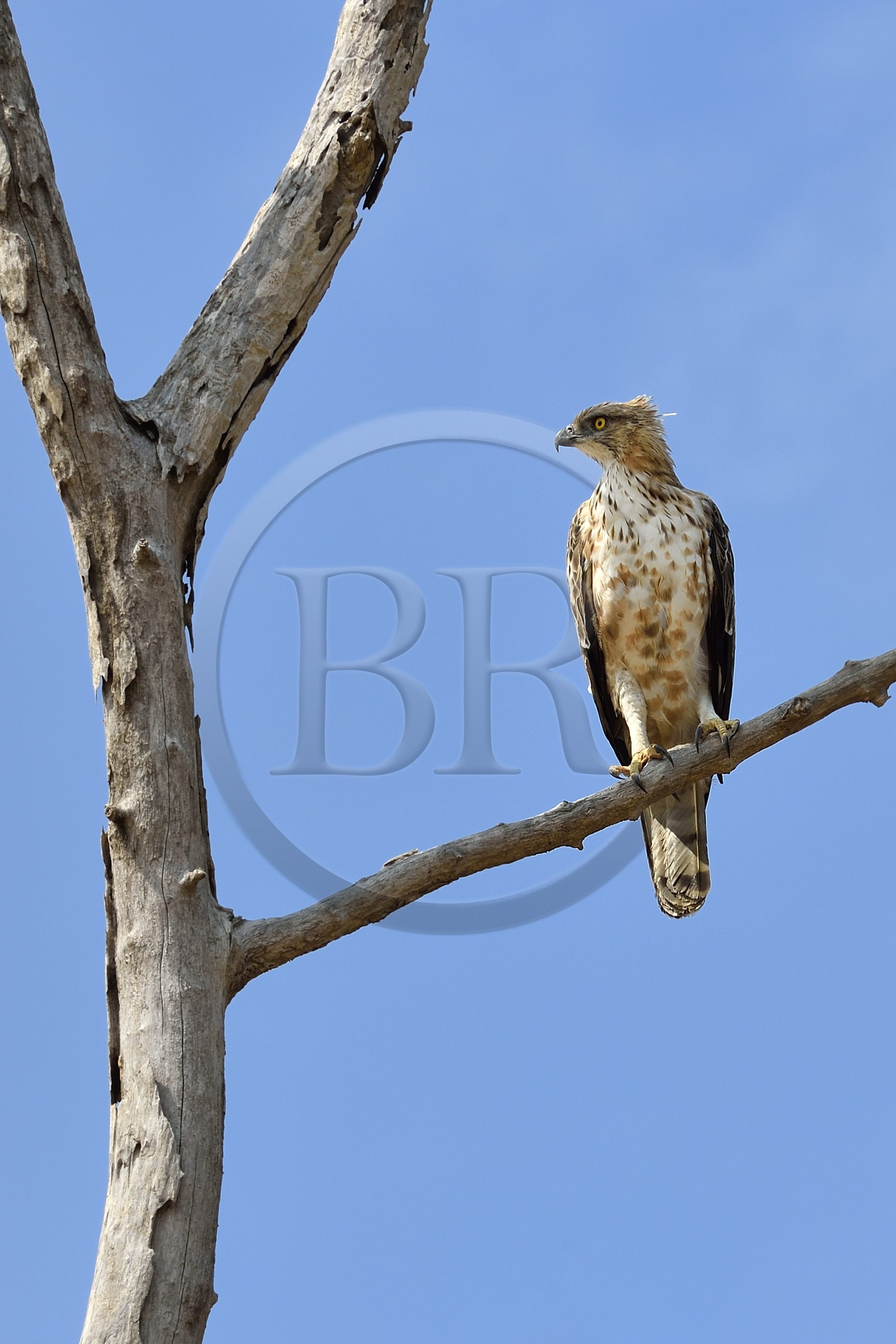 Sri Lanka, Uva Province, Udawalawe National Park, changeable hawk-eagle or crested hawk-eagle (Nisaetus cirrhatus)