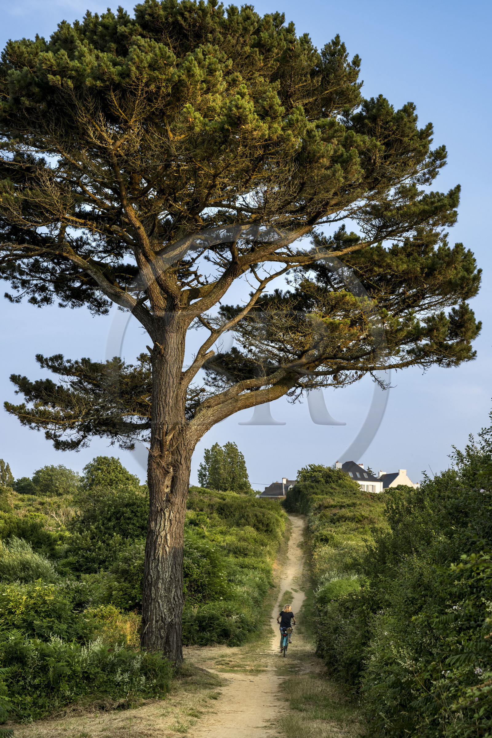 France, Morbihan, Groix Island, path along Grands Sables beach