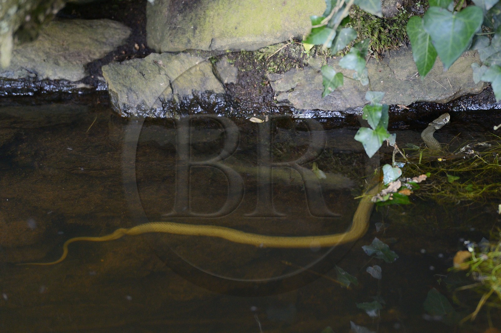 France, Morbihan (56), forêt de Brocéliande, Tréhorenteuc, la Mare aux Fées du Val sans Retour, couleuvre vipérine (Natrix maura)