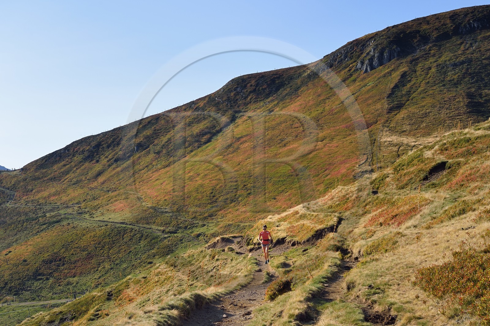 France, Cantal, Parc Naturel Régional des Volcans d'Auvergne (regional nature park of Auvergne volcanoes), Le Lioran, trail runner going up to the Col de Rombière overlooking the Alagnon valley on the GR4 - GR400 trail