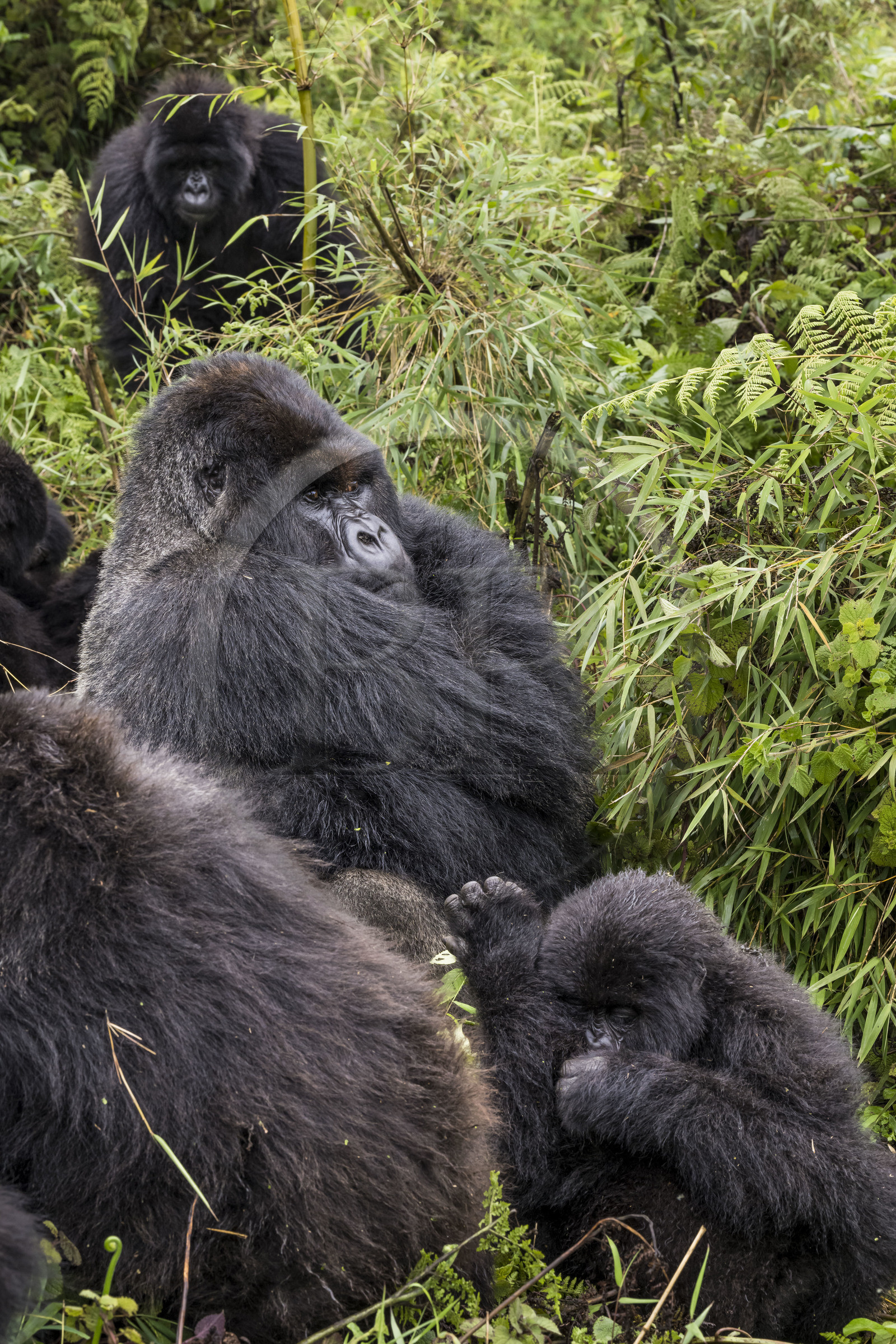 Rwanda, Province du Nord, Parc National des Volcans dans la chaine des Monts Virunga, mont Karisimbi, gorilles des montagnes (Gorilla beringei beringei), le dos argenté (silverback) nommé Impuzamahanga qui est le male dominant au centre