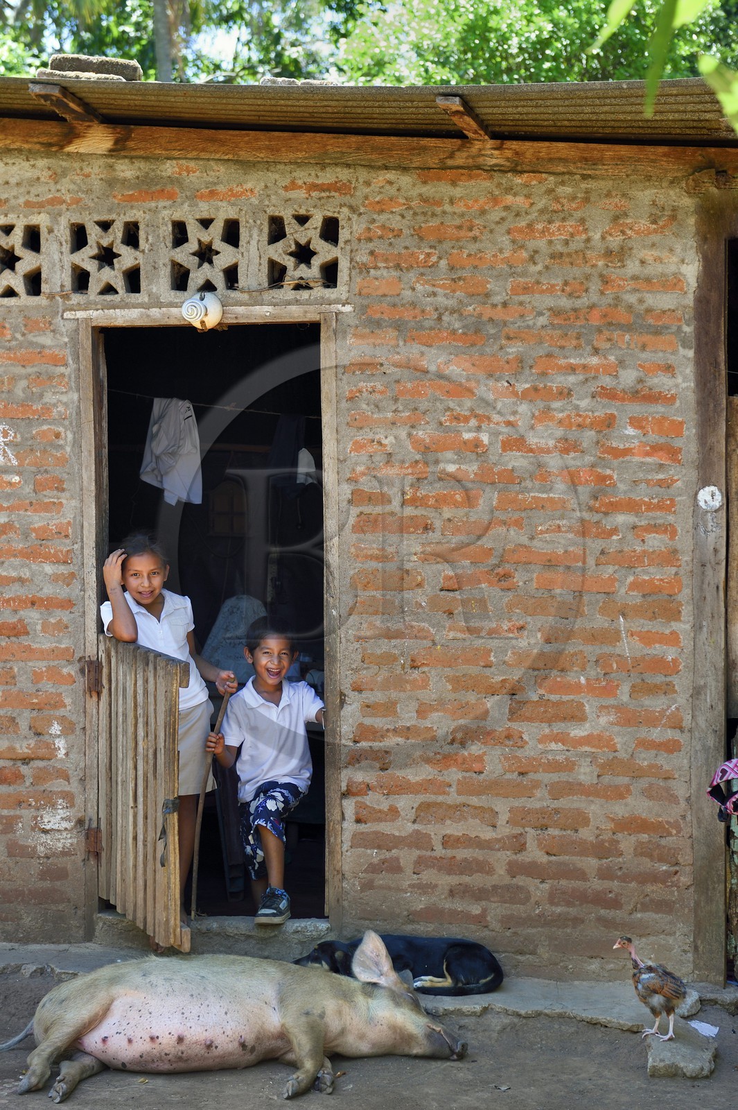 Nicaragua, Ile d'Ometepe sur le lac Nicaragua, village de Merida, enfants devant la maison familial et cochon