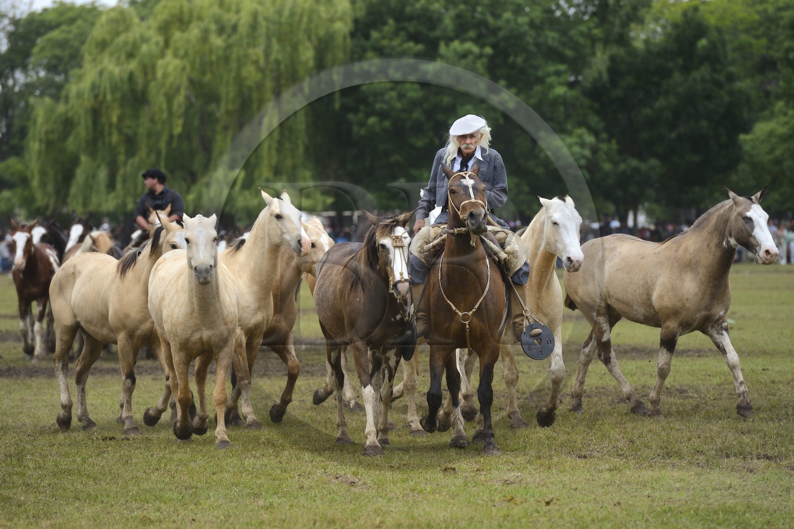 Argentine, province de Buenos Aires, San Antonio de Areco, fête du Jour de la Tradition (Dia de la Tradicion), figure appelée enchevêtrement de troupeaux (Entrevero de tropillas)