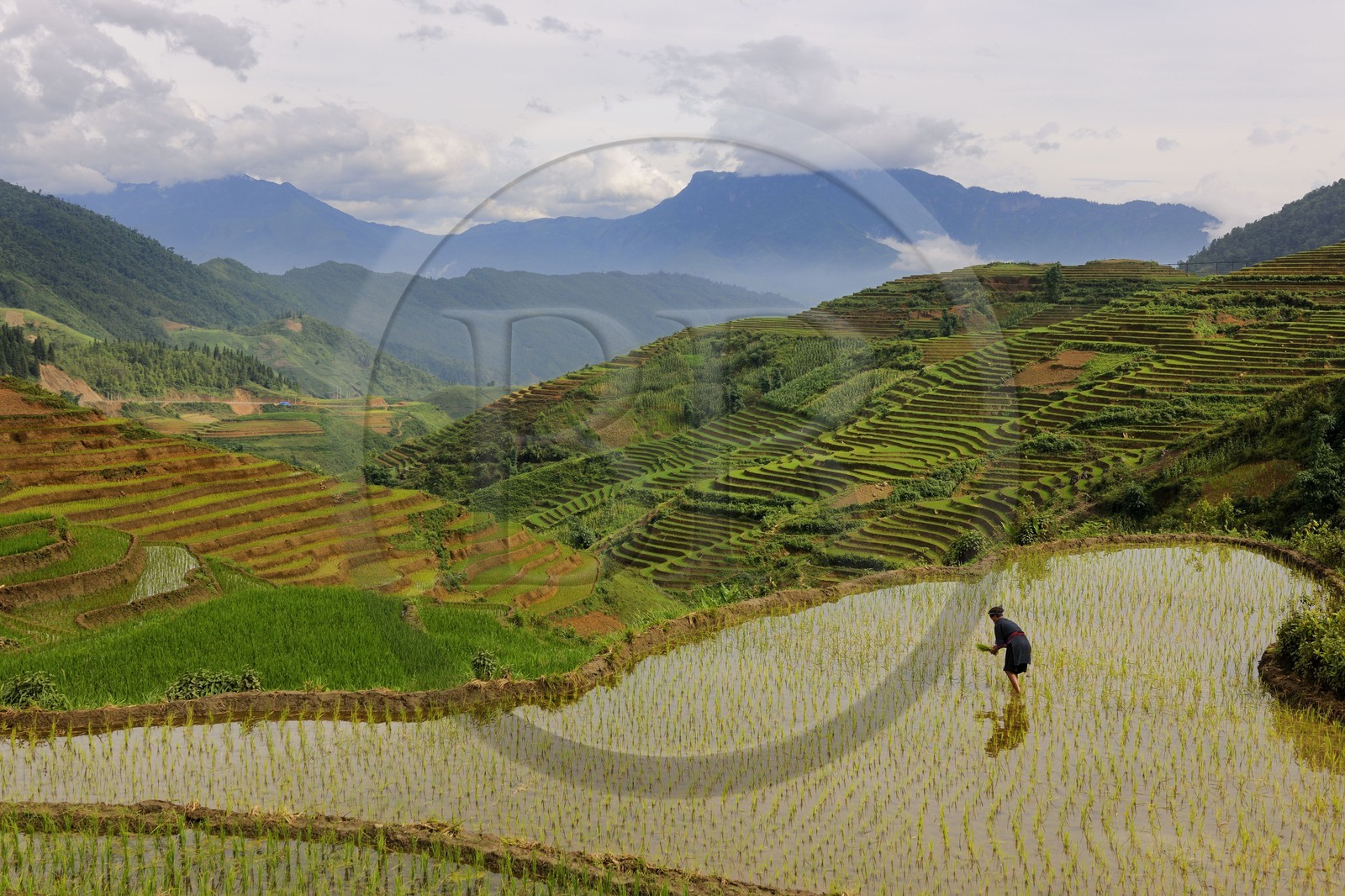Vietnam, province de Lao Cai, région de Nord-Ouest de Sapa, femme de la minorité Hmong Bleu dans les rizières