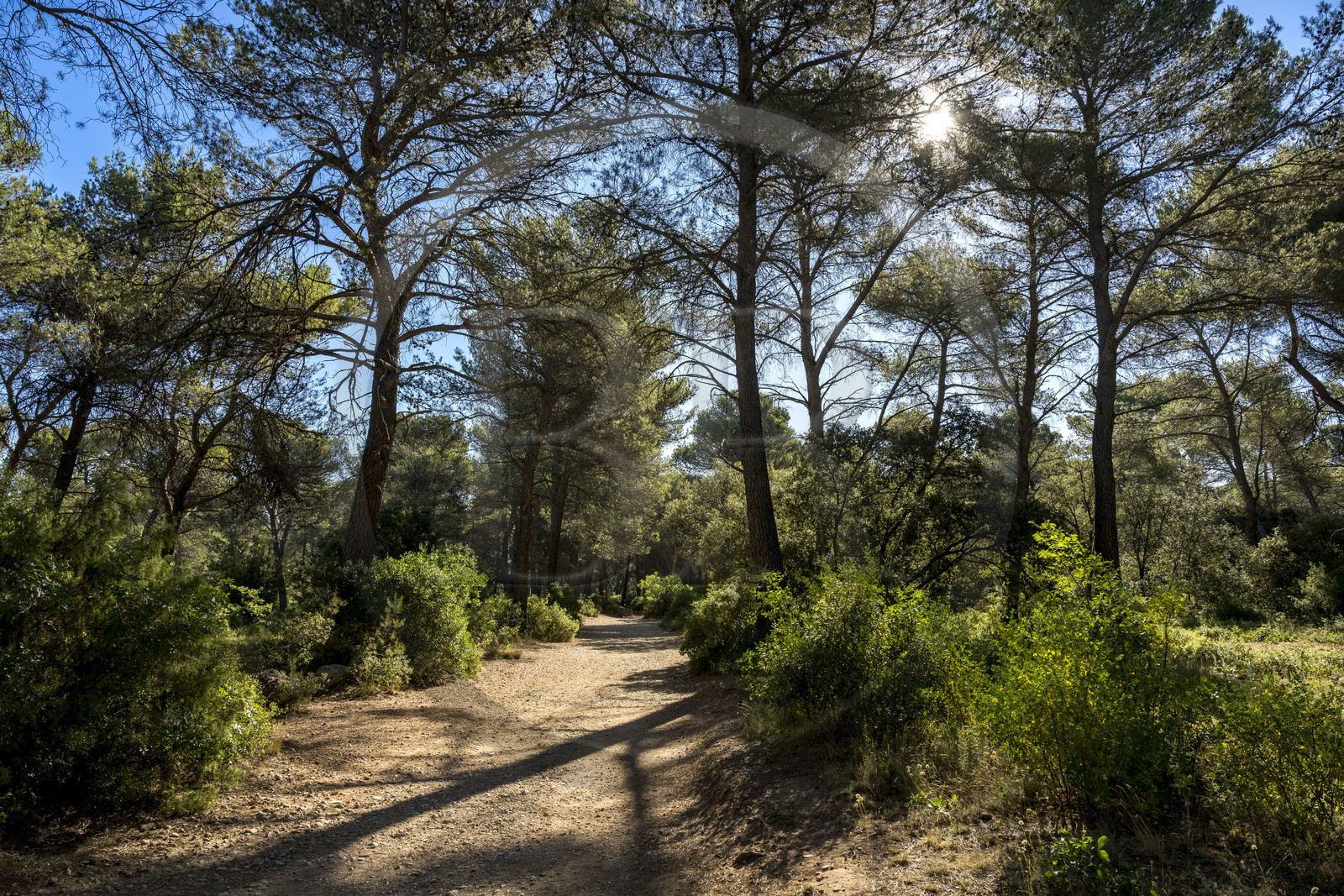 France, Bouches du Rhone, Aix en Provence, Bibemus plateau,
