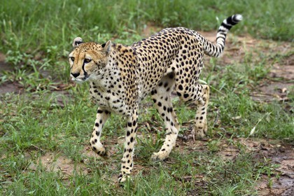 Namibia, Otjiwarongo, Cheetah Conservation Fund, research and education centre, cheetah (Acinonyx jubatus)